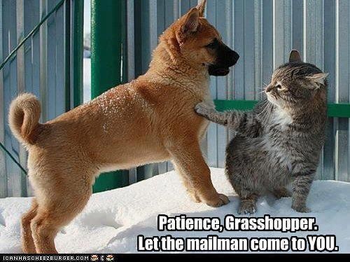 catfunnygrasshoppermailmanmemepatience-46f2ba2a2de283363fdd70591e42c0e4_h.jpeg