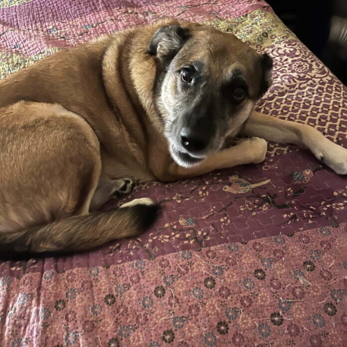 68296026288__7D781D08-45CA-45B8-BFE8-EB5C0203649A-scaled-1-696x928-1